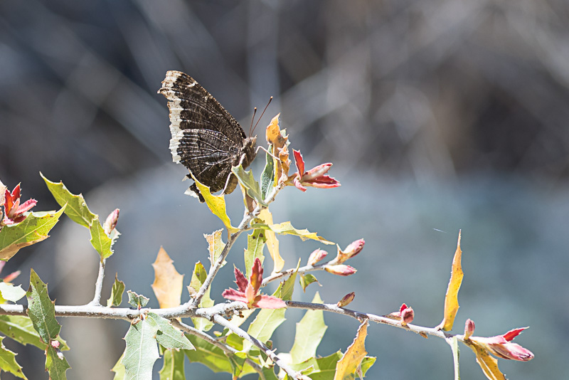 Mourning Cloak